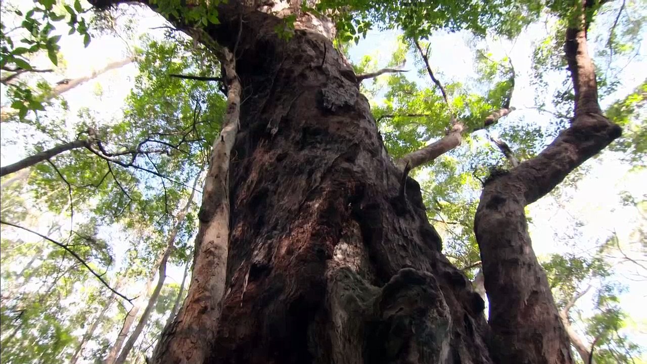 Australian Wilderness With Ray Mears Series 1 7of7 Walpole Forest