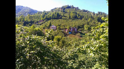 Çarşıbaşı Yavuz Köyü