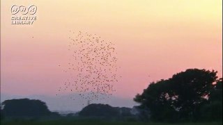 三宅弘一　夕焼け空を飛ぶ鳥の大群