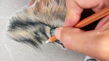 How to Draw a Cat with Pastels-rmI5iw7WpGk
