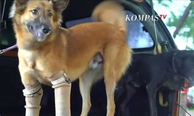 Ini Anjing Pertama di Dunia dengan Lempengan di Kaki