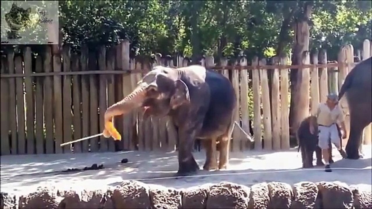 Funny Cat Fails, Funny Dog Videos, Best Funny Animals Compilation 2018