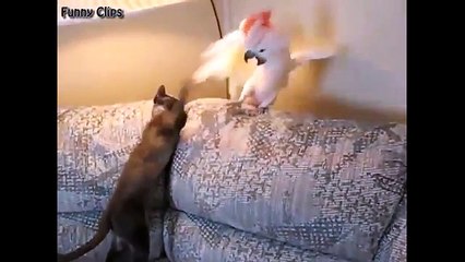 Funny animal video - Funny Animal - Funny Cat and Parrot Whatsapp Video 2018