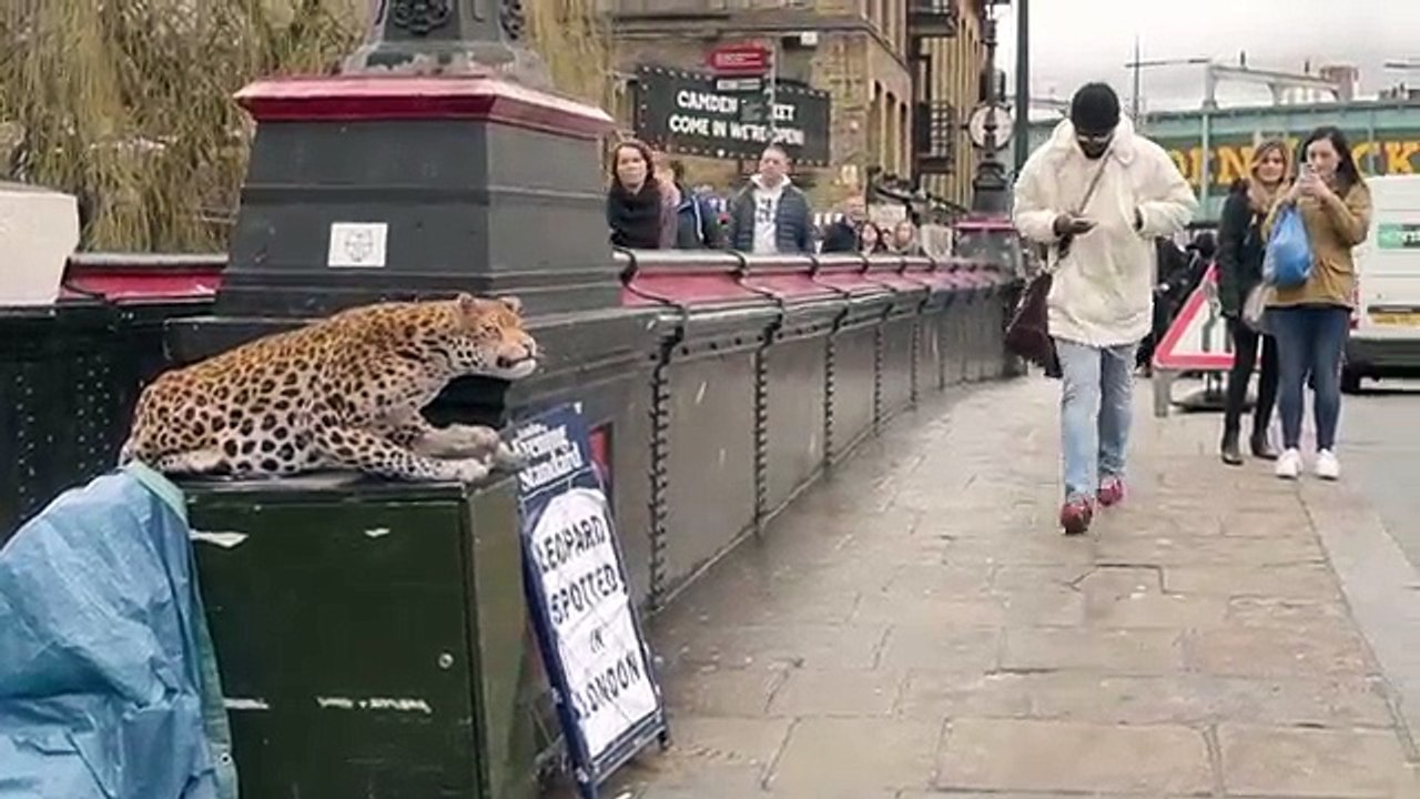 LEOPARD PRANK! CAMDEN TOWN