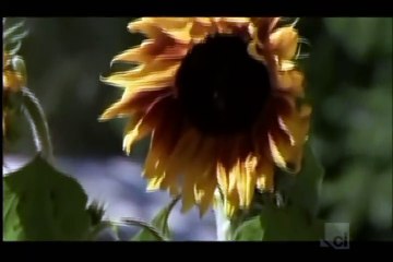 Crime Stories: Grave Robber