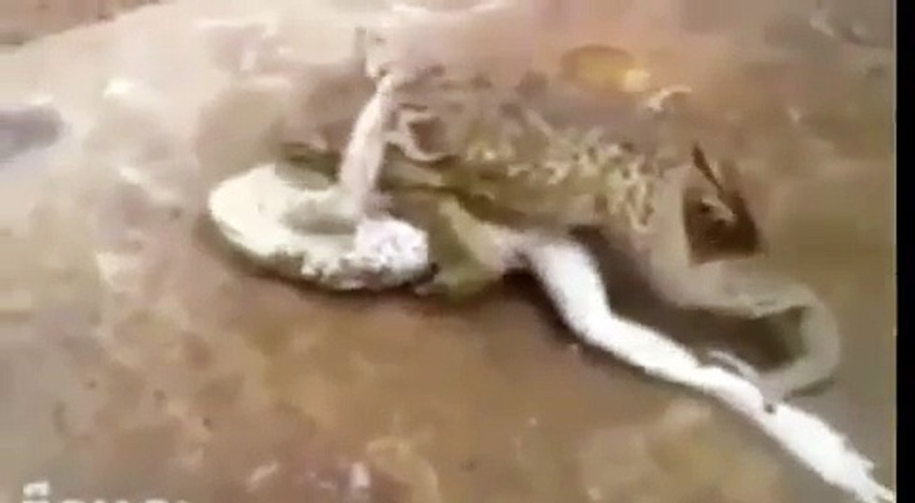 Frog Romance