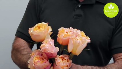 The Mayesh Minute -  Juliet Garden Rose Substitutes--RQc2UifNFo