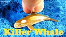 Best Learning SEA Animals With Blue Kinetic Sand Educational Video For Children Toddlers Babies Kids