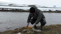 Kars Çayı’nın buzları çözüldü, vatandaşlar balık tuttu