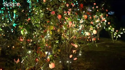 Los Angelas ışıklarla süslendi