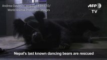 Nepal's last known dancing bears rescued