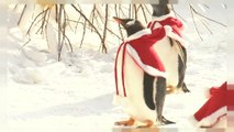 Buone feste da questi pinguini vestiti da Babbo Natale