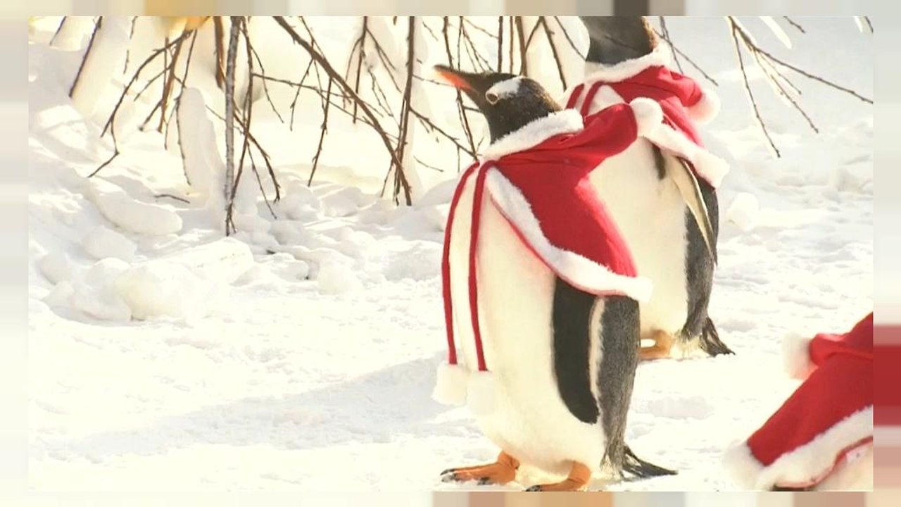 Buone feste da questi pinguini vestiti da Babbo Natale