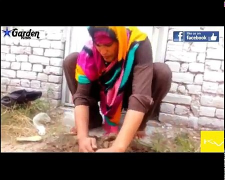 LATEST FUNNY PASHTO PAKISTANI VINES BY OUR VINES,GARDEN VINES,LEWANI VINES,2017