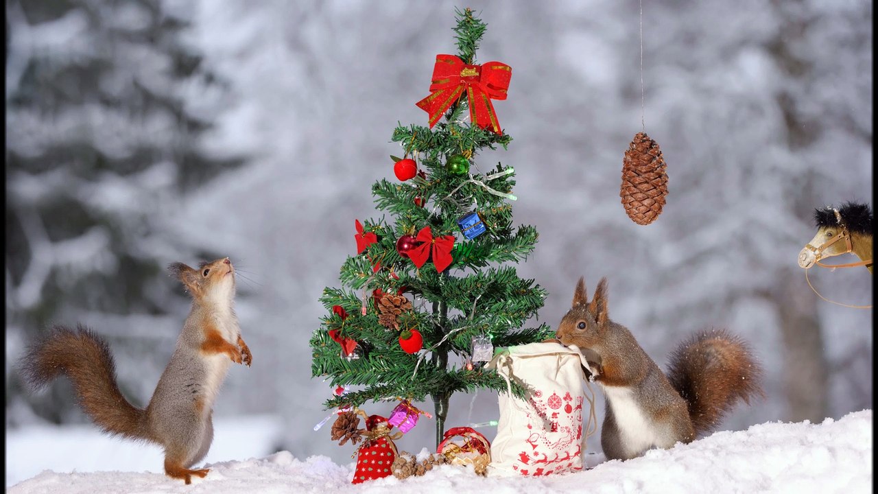 2017 Christmas photos with squirrels