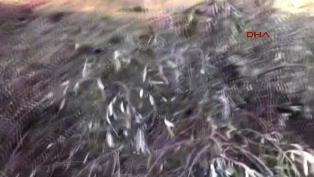 Bartın Amasra'da Termik Santralin Kurulacağı Alanda Zeytin Ağaçları Söküldü