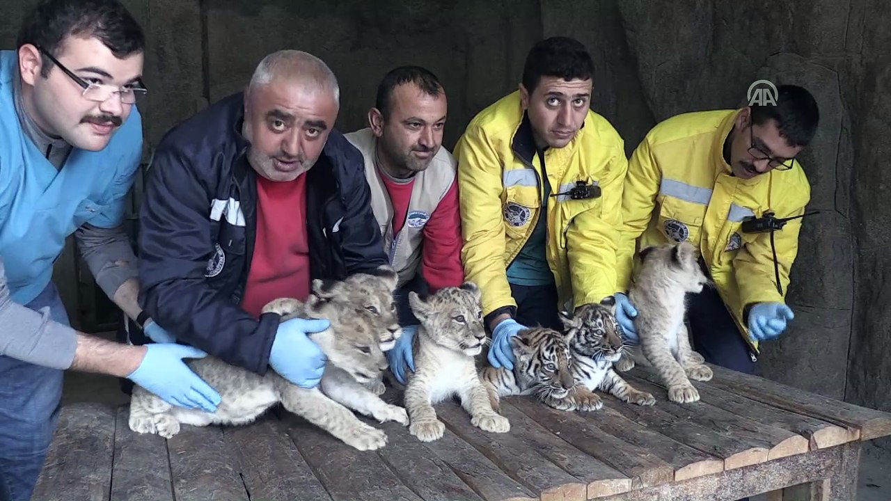 Yavru aslan ve kaplanlara gözleri gibi bakıyorlar - KAYSERİ