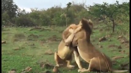 Dişi Aslan İçin Kıyasıya Kavga Eden Erkekler