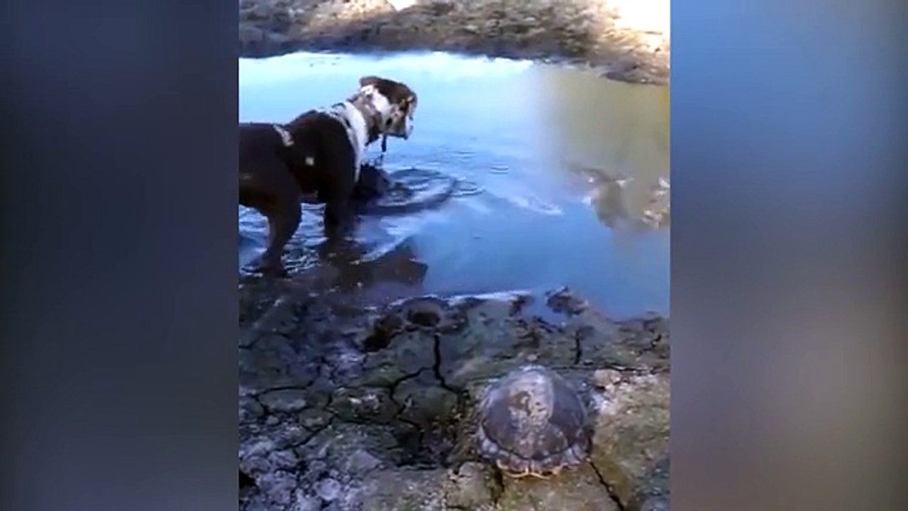 Dog is brutalized by an alligator while exploring a pond