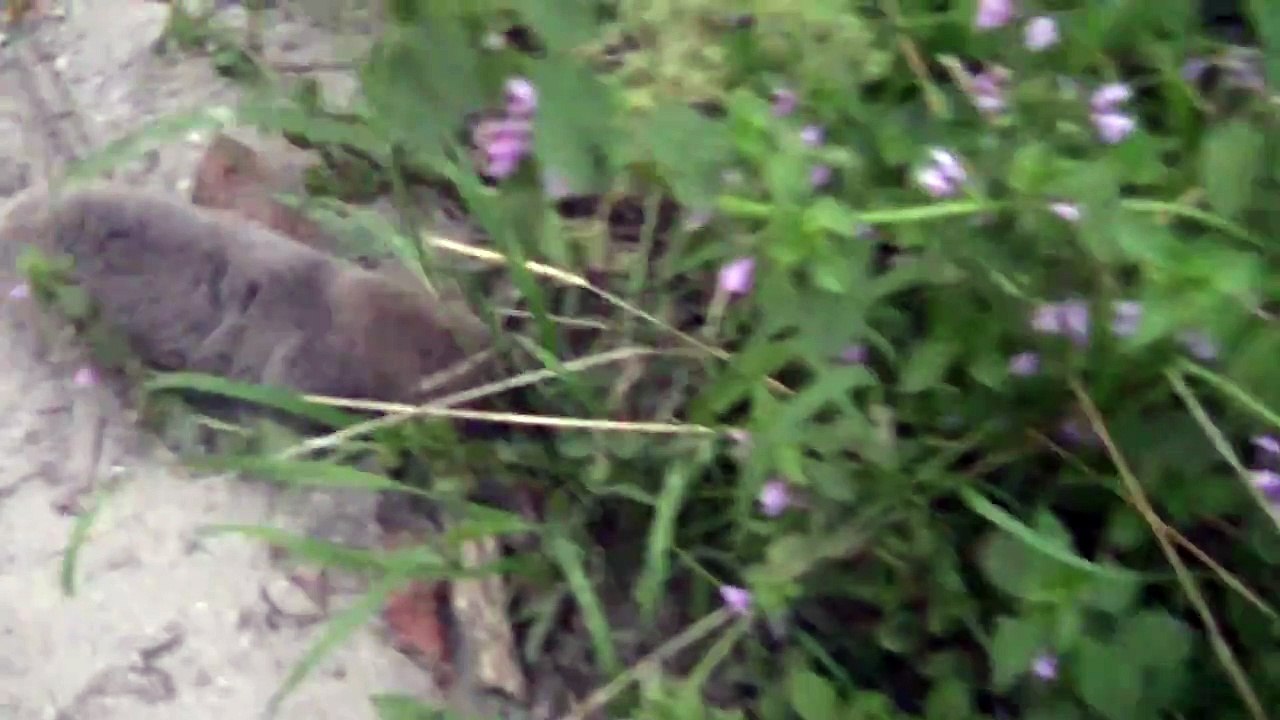 The Animal Unleashed