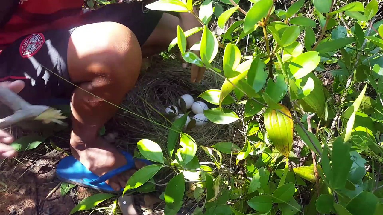 ird Trap Technology Using Bird Nest (Part 2)_