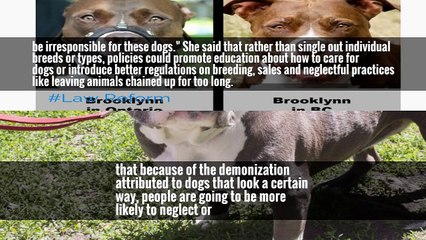 Pit Bull Restrictions Lifted in Montreal as New Mayor Makes Good on Pledge