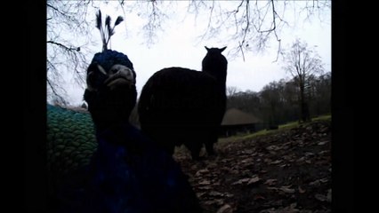 L.a liberté du travail.