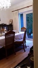 Télécharger la video: Une grand-mère a cru que le chien a mangé tout le repas de Noël,elle pète un câble !