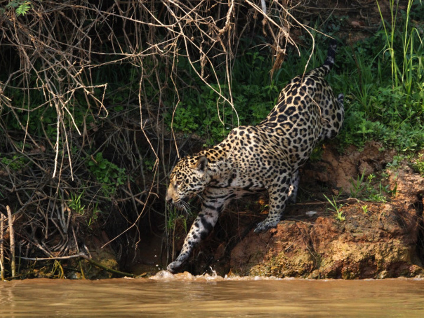 ⁣Animal Planet - The Wild Amazon Forest (Jungle)