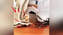 アダムスファミリーなインコ。歌いながらパーカッションまでこなすインコが可愛い。