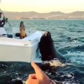 Ce gros phoque grimpe sur un bateau pour demander un poisson