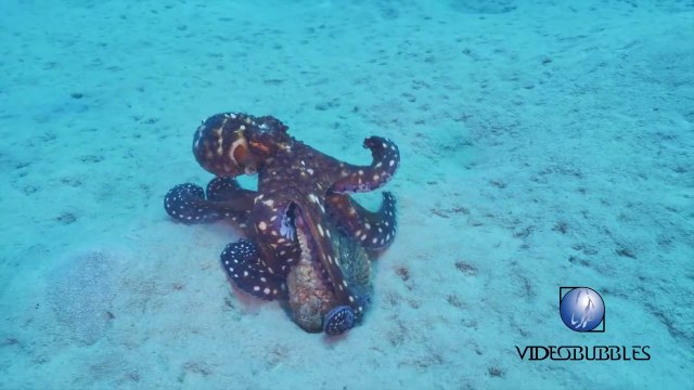 Poulpe VS Stonefish... Combat sous-marin incroyable