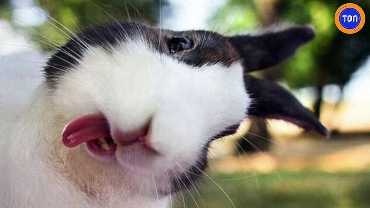 Grimaces et animaux, une merveilleuse histoire d'amour !