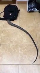 Snake Attack full HD funny video / snake inside the school bags/ snake attack