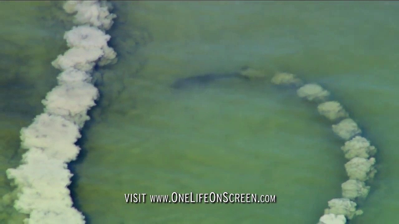 La technique de ces dauphins qui pêchent est incroyable...