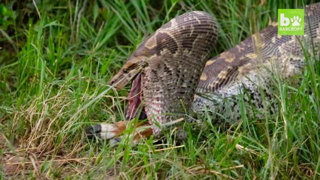 Ce python met plusieurs heures pour avaler une impala. Incroyable