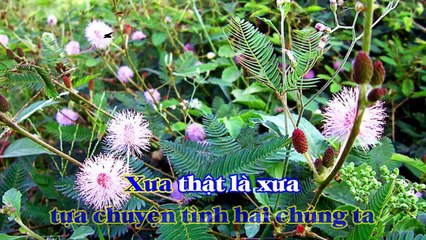 [Karaoke] HOA TRINH NỮ - Trần Thiện Thanh (Giọng Nam: D)