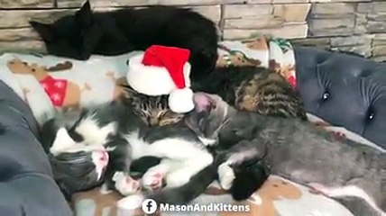 Merry Christmas from Grandpa Mason and his kittens