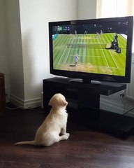 Phòng khám đa khoa Đại Đông - Funny dogs #6