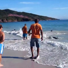 ViralTV_036_ Beachgoers rescue dolphins pushed in by the tide  -