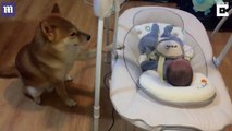 Gặp gỡ chú chó Shiba Inu đáng yêu với biệt tài 