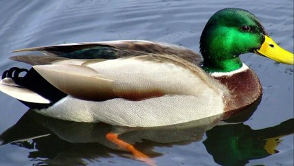 Duck Sounds | Birds Sound