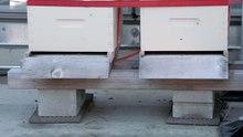 Worlds highest Urban Beehive in New