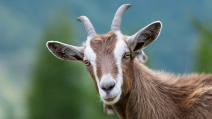 Goat Sounds | Goat Voices | Animal Sounds for Kids