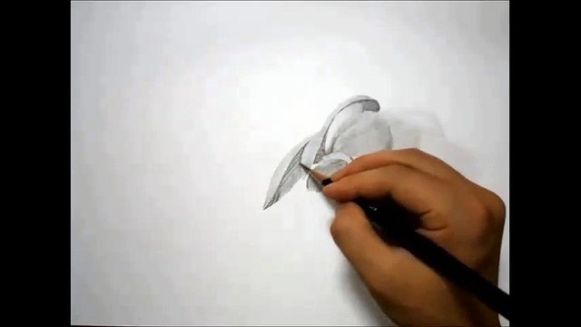 30분 연필그림(서양란)그리기 - 연필이야기화실 김형경