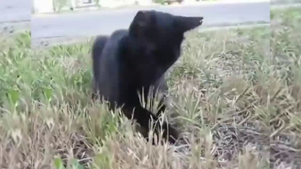 Clueless Cats | Funny Pet Video Compilation LAUGH SO HARD YOU'LL CRY - Funniest CAT VIDEOS compilation