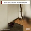 Ce cobra géant essaie de rentrer dans cette maison en Malaisie... Flippant