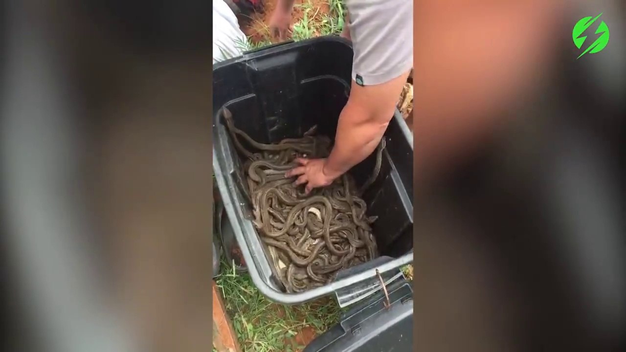 Il prend des serpents par poignées sans aucune peur des morsures
