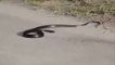 Weird Snake Goes Crazy And Kill’s Itself