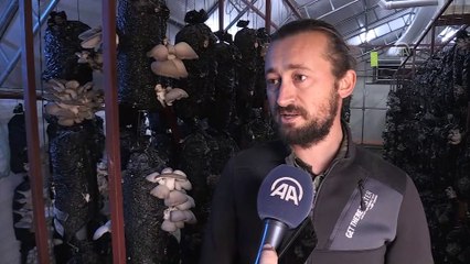 Devlet desteğiyle işini büyüttü, yılda 30 tona yakın mantar üretiyor  - ANTALYA